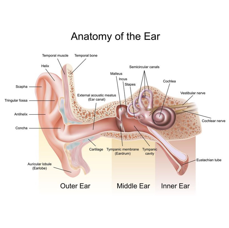 anatomy of the ear anatomy of the ear